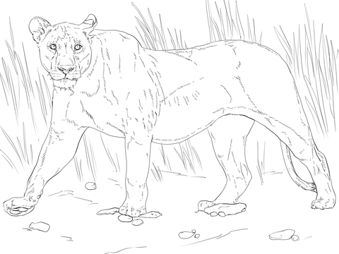 Walking Lioness Coloring page