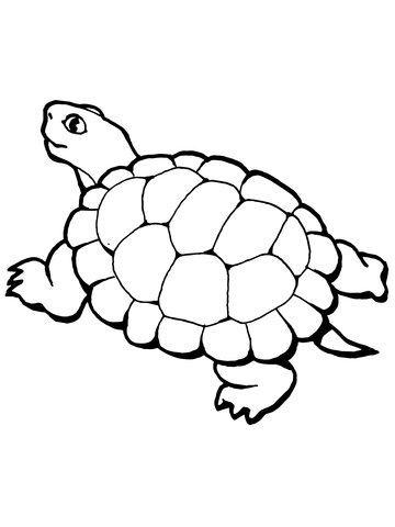 Walking Tortoise Coloring page