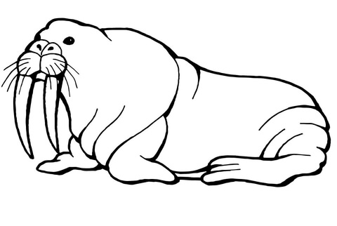 Walrus with Long Tusks Coloring page