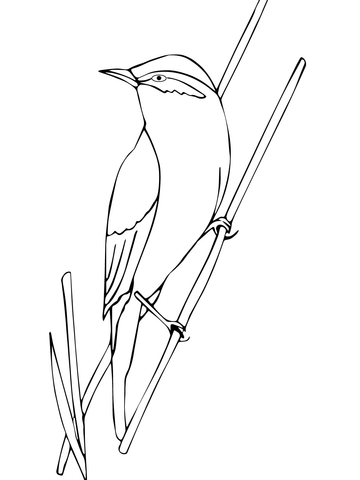 Warbler Bird Coloring page