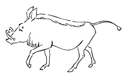 Warthog Coloring page