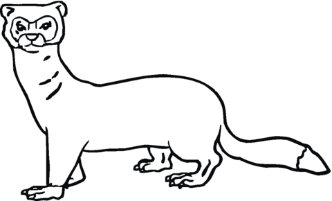 Weasel 3 Coloring page