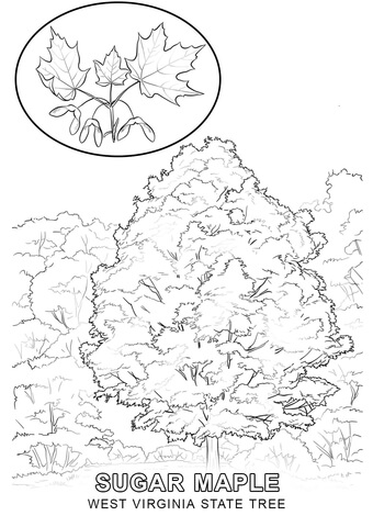 West Virginia State Tree Coloring page