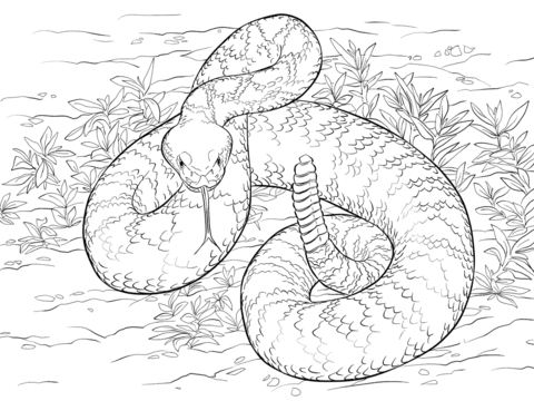 Western Diamondback Rattlesnake Coloring page