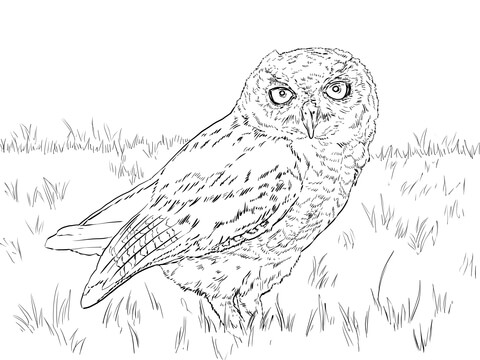 Western Screech Owl Coloring page