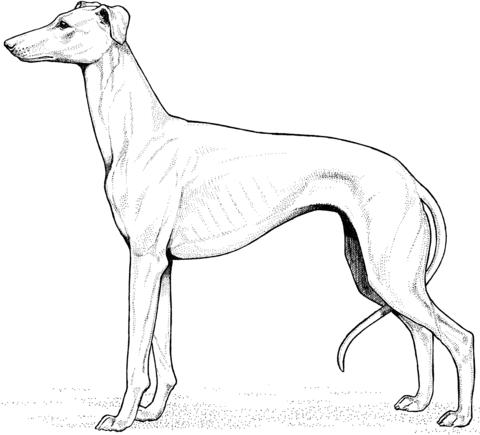 Whippet Coloring page