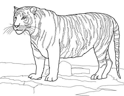 White Bengal Tiger Coloring page