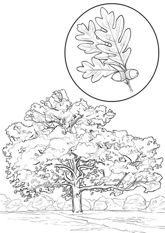 White Oak Coloring page