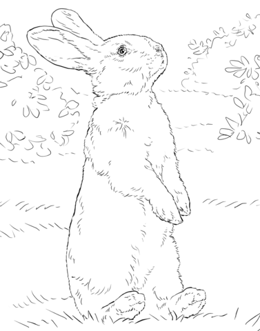 White rabbit standing on hind legs Coloring page