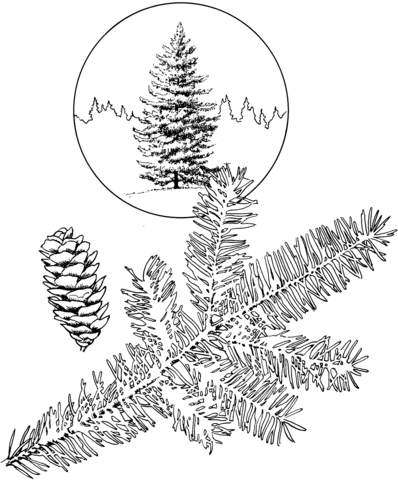 White Spruce Tree Coloring page