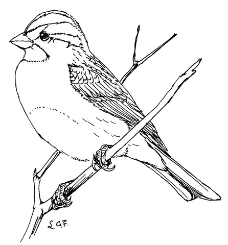 White Throated Sparrow Coloring page