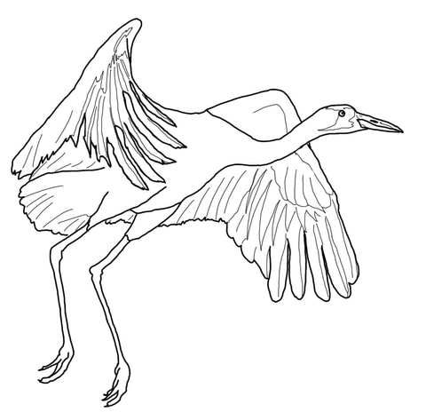 Whooping Crane Fly Coloring page