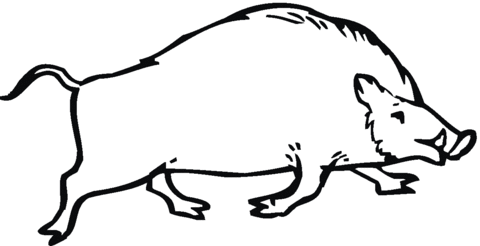 Wild Boar 3 Coloring page