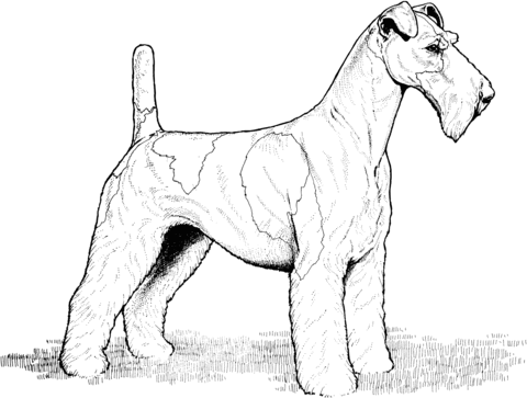 Wire Fox Terrier Coloring page