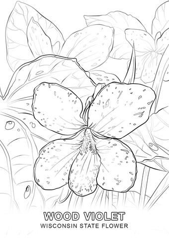 Wisconsin State Flower Coloring page