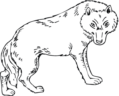 Wolf is looking at you Coloring page