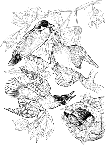 Wood Ducks Coloring page