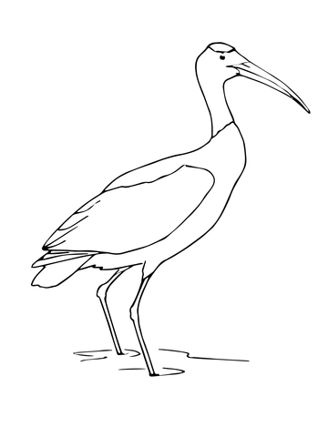 Wood Stork Coloring page