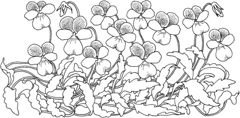 Wood Violet Coloring page