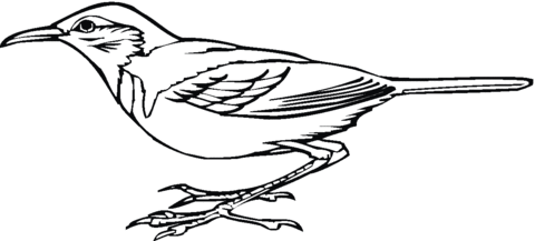 Woodpecker Coloring page