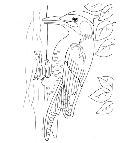 Woodpecker Coloring page