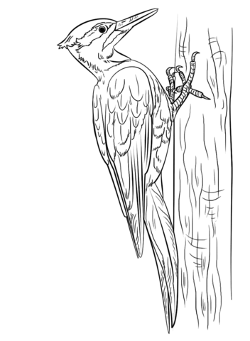 Pileated Woodpecker Coloring page