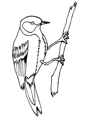 Wren Bird on a Branch Coloring page