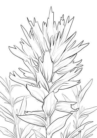 Wyoming Indian Paintbrush Coloring page