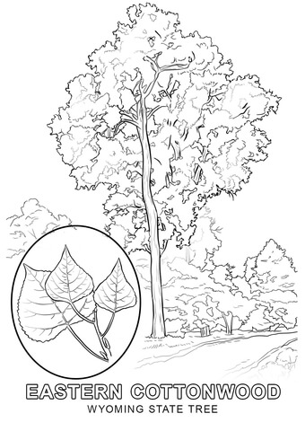 Wyoming State Tree Coloring page