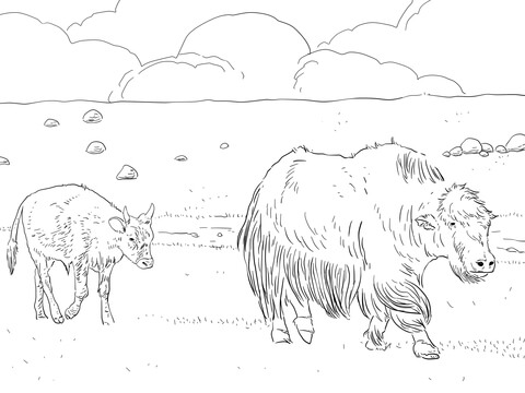 Yak Mother with Calf Coloring page